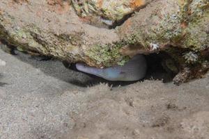 moreia mooray lycodontis undulatus no mar vermelho, eilat israel foto