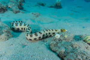 Enguia cobra-tigre no mar vermelho colorida e bonita, eilat israel foto