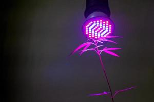planta muda de cannabis crescendo em vaso com luz led de crescimento foto