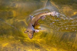 pescando trutas em um pequeno lago no estado de Washington foto