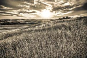 campos mágicos de fazenda de trigo em Palouse Washington foto