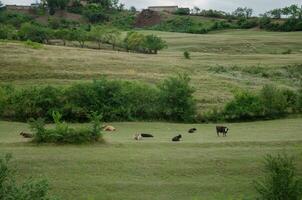 vacas e bezerros em a corre dentro verão. Alto qualidade foto