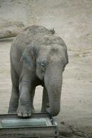 uma fofa pequeno elefante posando com uma elevado pata foto