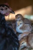 mãe galinha com pintinhos foto