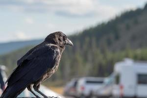 corvo ou corvo empoleirado em um veículo no parque foto