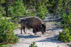 bisão pastando em um prado no parque nacional de yellowstone foto