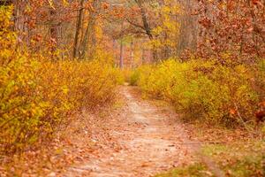 outono lindo floresta com uma caminho coberto com folhas foto