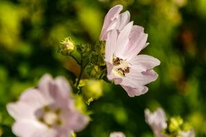 cores de campo rosa com gotículas e um fogão coletando pólen foto