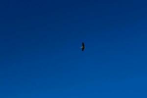 cegonha voando no céu azul com nuvens brancas foto