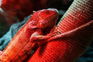 lindo iguana lagarto foto