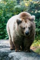 um urso na margem de um lago foto