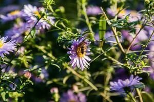 flores do campo nas quais insetos e abelhas se sentam de perto foto