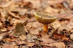 belos cogumelos sob folhas amarelas e alaranjadas da floresta foto