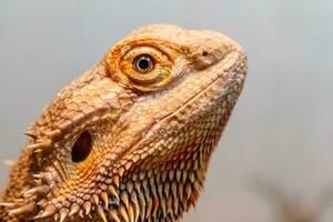 lindo lagarto barbudo agama, pogona vitticeps foto