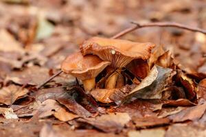 belos cogumelos sob folhas amarelas e alaranjadas da floresta foto