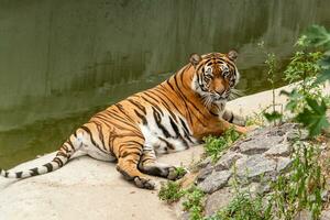 tigre descansando na natureza perto da água foto