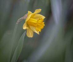 narciso, narciso ou junquilho Primavera flores com nive bokeh foto