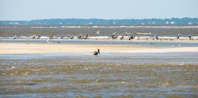 pelicanos abstratos em voo na praia do oceano atlântico foto