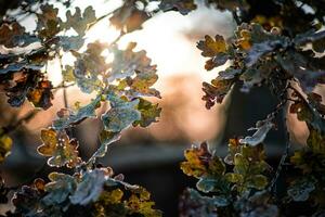 último Leafe congeladas dentro atrasado luz solar foto