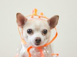 cachorro chihuahua vestindo capa de chuva laranja e transparente ou jaqueta com capuz sentado no fundo branco. foto