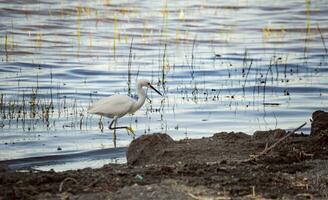 uma branco garça dentro a água pescaria, fechar-se do uma garça dentro a água, uma branco garça dentro a água procurando para peixe, Caçando pássaro foto