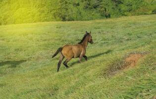 uma cavalos comendo Relva em colina, uma pequeno cavalo comendo Relva dentro a verde campo, conceito cavalo comendo Relva foto