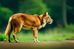 uma Castanho cachorro em pé em a estrada dentro frente do uma verde floresta. gerado por IA foto