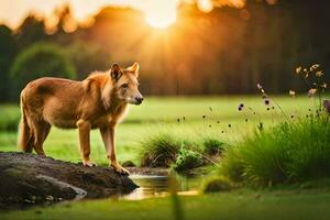 uma Lobo em pé em uma Rocha dentro a Relva às pôr do sol. gerado por IA foto