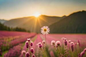 a Sol sobe sobre uma campo do roxa flores gerado por IA foto