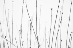 belo padrão de tronco de planta arbusto em um campo de neve frio de inverno foto