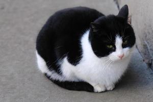 gato malhado de rua preto e branco com olhos verdes close-up de retrato foto