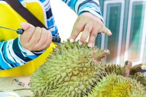 mãos de mulher removendo casca de durian