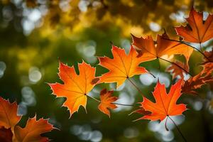 outono folhas estão mostrando dentro isto foto. gerado por IA foto
