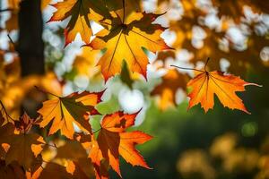 outono folhas estão mostrando dentro a luz solar. gerado por IA foto