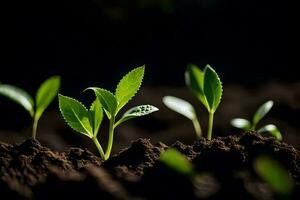 jovem plantas brotando a partir de a solo. gerado por IA foto