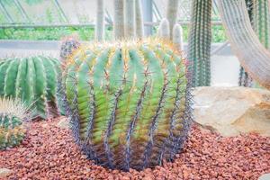 cacto - ferocactus híbrido cactaceae foto