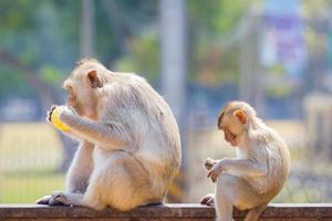 mãe e bebê macaco comendo milho fresco foto