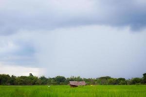 paisagem de mau tempo da zona rural com chuva no campo de arroz. foto