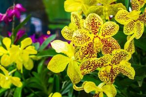 orquídea amarela com manchas vermelhas foto