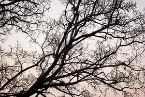 galhos de uma árvore contra o céu à noite foto