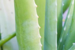 folha de aloe vera de perto foto