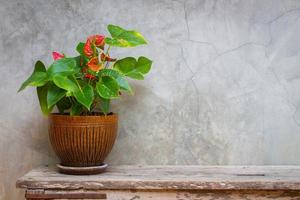 laceleaf em vaso de flores em textura de fundo de madeira com cópia do espaço foto