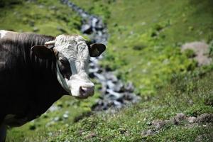 vacas pastando no planalto foto