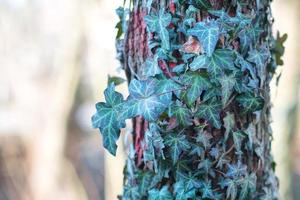 ivy em torno de uma planta foto