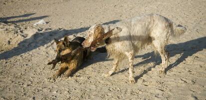 dois cachorros em a de praia foto