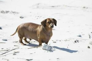 vermelho dachshund em a de praia foto