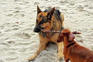 jogando em a de praia Barra cachorroalemão pastor e uma pequeno ruivo dachshund dentro a caloroso Primavera Sol foto
