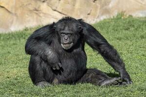 velho chimpanzé relaxante em a Relva foto
