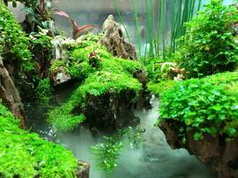a peixe tanque decoração cenário a embaixo da agua plantas e árvores foto