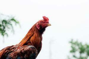 frango às a céu. foto